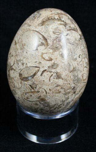 Decorative Fossil Coral Egg #2130